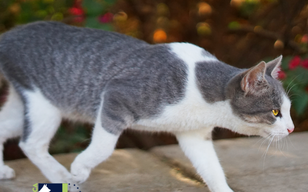 Gato cazando