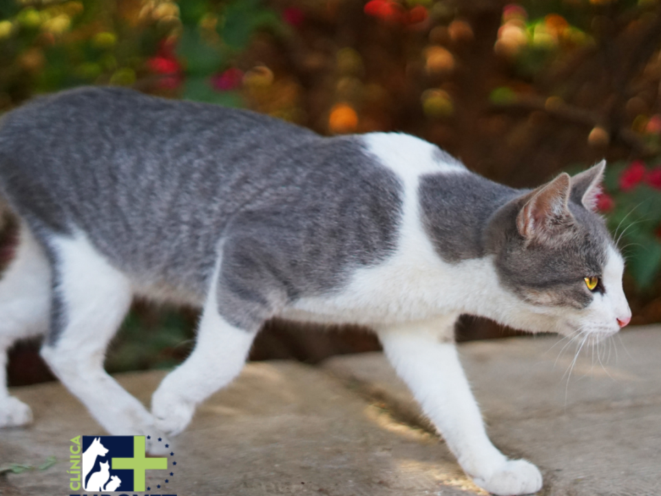 Gato cazando