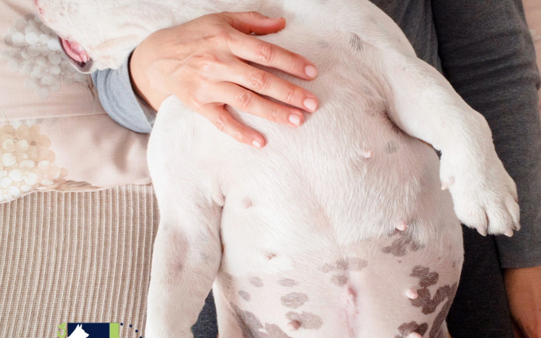Perro con barriga pendular