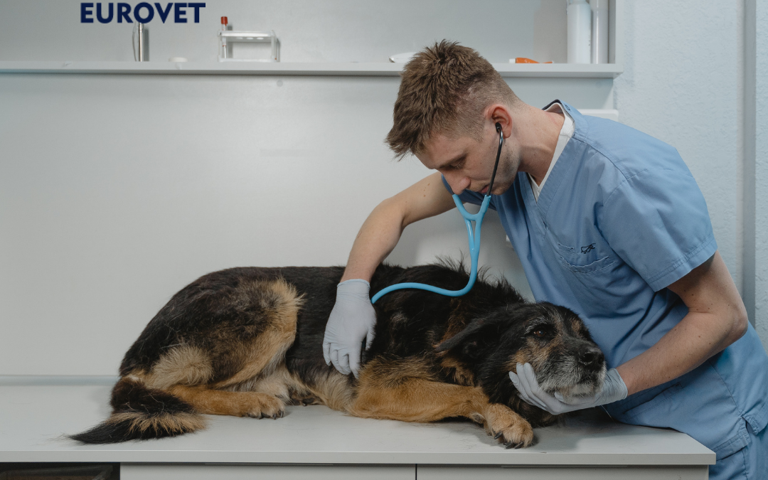 Perro con sobrepeso en clinica