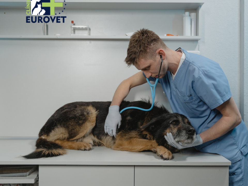 Perro con sobrepeso en clinica