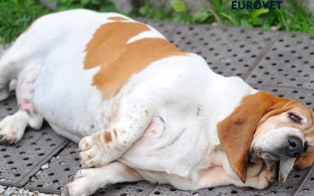 Perro con sobrepeso y dificultad respiratoria