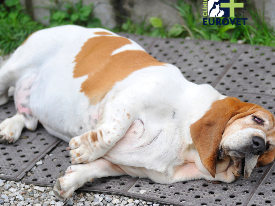 Perro con sobrepeso y dificultad respiratoria