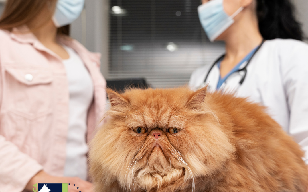 Gato con sobrepeso en sala de operaciones