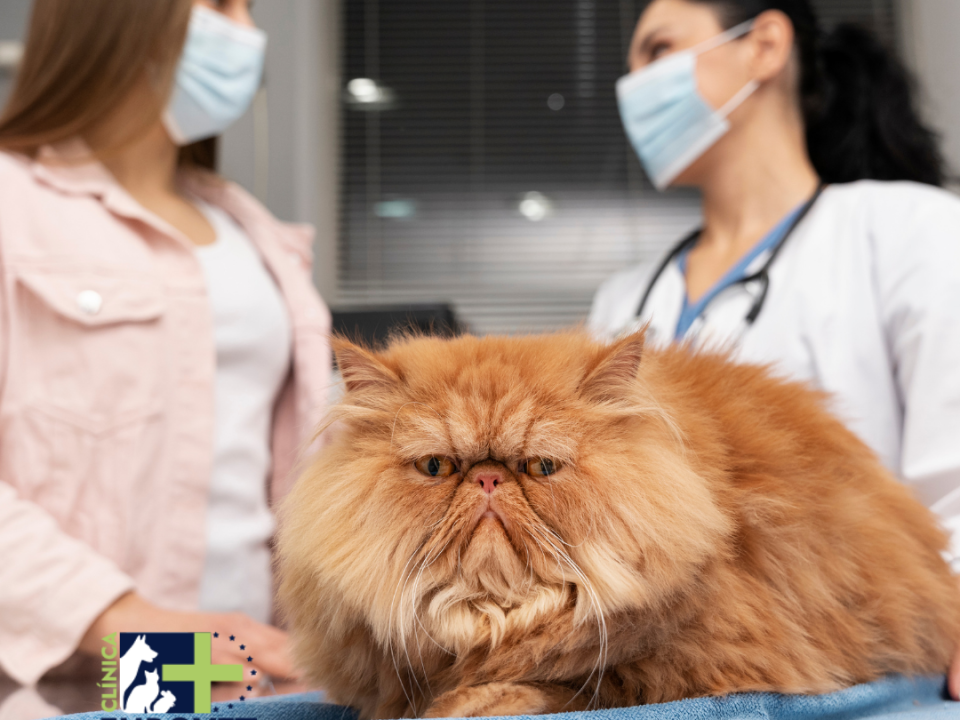 Gato con sobrepeso en sala de operaciones