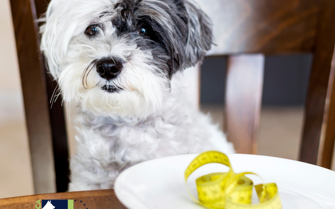 Perro a dieta