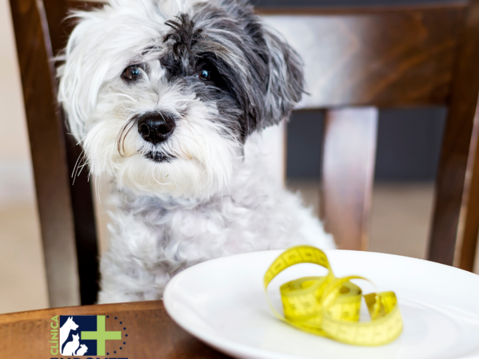 Perro a dieta
