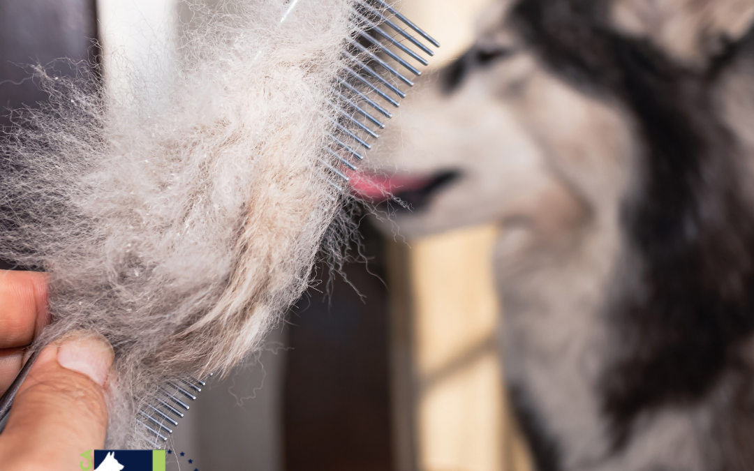 Perro con exceso de caida de pelo