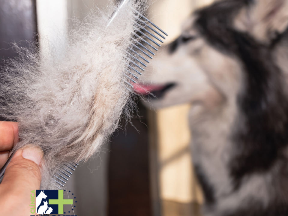 Perro con exceso de caida de pelo