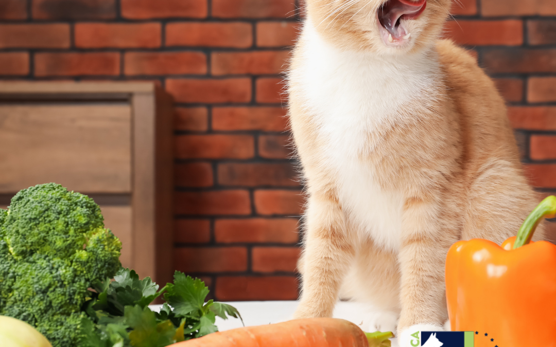 Gato cambiando su alimentación