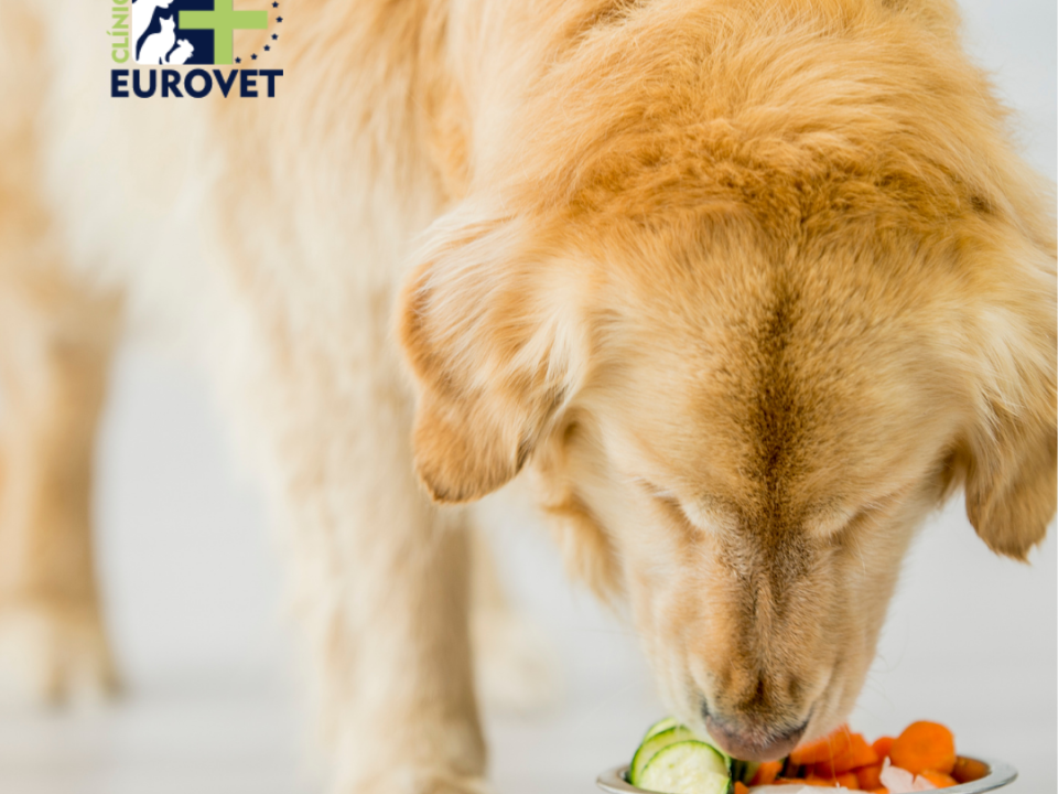 Perro comiendo dieta equilibrada